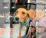 Small #8 Labrador Retriever Mix