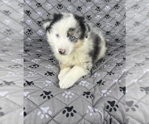 Medium Australian Shepherd