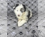 Puppy Girl Two Australian Shepherd