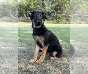 German Shepherd Dog Dogs for adoption in PIPE CREEK, TX, USA