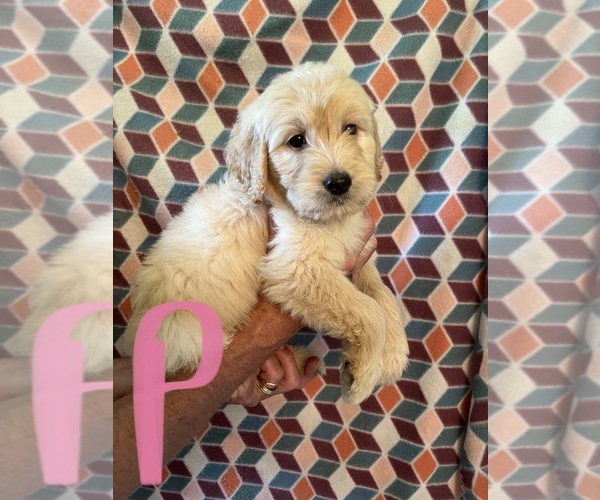 Medium Photo #10 Goldendoodle Puppy For Sale in GROTON, NY, USA