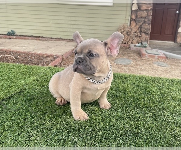 Medium Photo #4 French Bulldog Puppy For Sale in CHARLOTTE, NC, USA