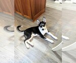 Small #13 Siberian Husky Mix