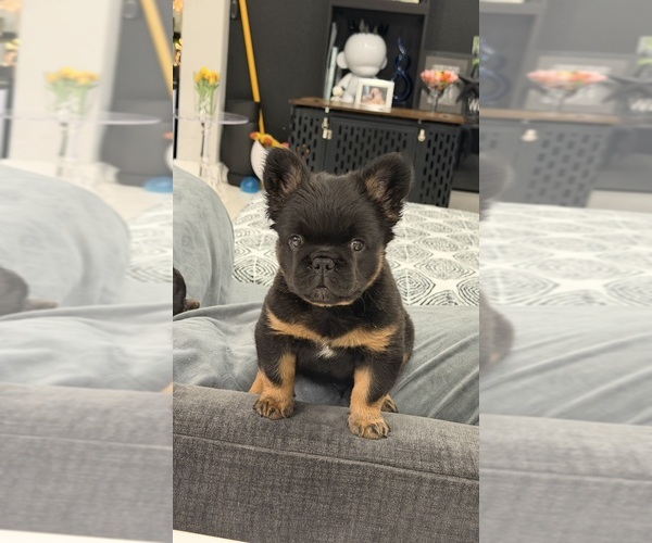 Medium Photo #3 French Bulldog Puppy For Sale in TAMPA, FL, USA