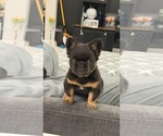 Small #2 French Bulldog