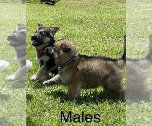 German Shepherd Dog Puppy for sale in CORAL SPRINGS, FL, USA