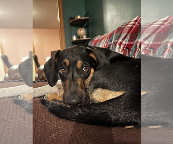 Medium Photo #5 Mutt Puppy For Sale in Minneapolis, MN, USA