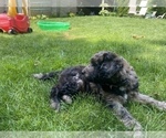 Small Photo #15 Aussiedoodle Puppy For Sale in COMMERCE, MI, USA