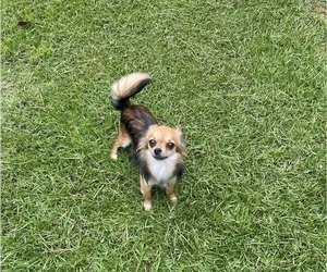 Mother of the Chihuahua puppies born on 07/09/2025