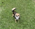 Small Photo #1 Chihuahua Puppy For Sale in CASTLE HAYNE, NC, USA