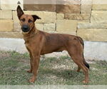 Small #1 Mutt