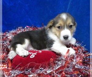 Pembroke Welsh Corgi Puppy for sale in NORWOOD, MO, USA