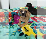 Small #2 Mutt