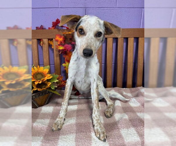 Medium Photo #3 Mutt Puppy For Sale in Genesee, WI, USA