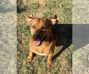 261288  Megatron - Male Mutt Dog for Adoption - Photo #3