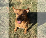 Small Photo #3 Mutt Puppy For Sale in Wetumpka, AL, USA