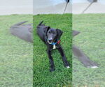 Small #4 Labrador Retriever Mix