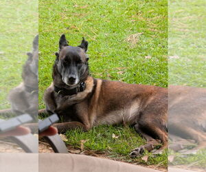 Country Queens - Dolly - Located in FL - Female Mutt Dog for Adoption - Photo #3