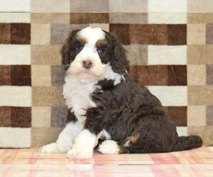 Bernedoodle (Miniature) Puppy for sale in DENVER, PA, USA