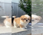 Small #3 Shih Tzu