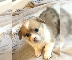 Welsh Cardigan Corgi Puppy for sale in CLARION, IA, USA