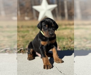 Doberman Pinscher Puppy for sale in NEWTON, NC, USA