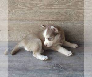 Siberian Husky Puppy for sale in SEYMOUR, MO, USA