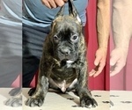 Small Photo #21 Cane Corso Puppy For Sale in COTTAGE GROVE, OR, USA