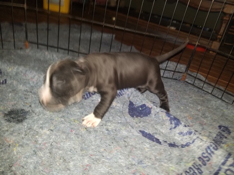 Medium Photo #8 American Pit Bull Terrier Puppy For Sale in GRIFFIN, GA, USA