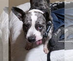 Small Photo #3 American Pit Bull Terrier-Staffordshire Bull Terrier Mix Puppy For Sale in Princeton, MN, USA