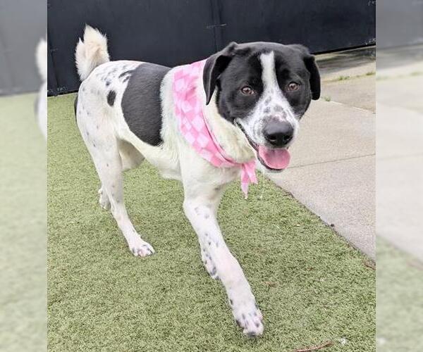 Medium Photo #1 Mutt Puppy For Sale in San Martin, CA, USA