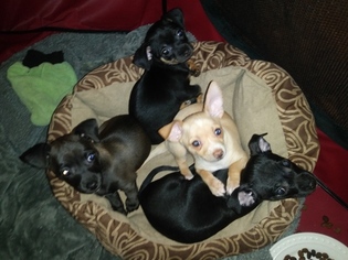 Chihuahua Puppy for sale in TUCSON, AZ, USA