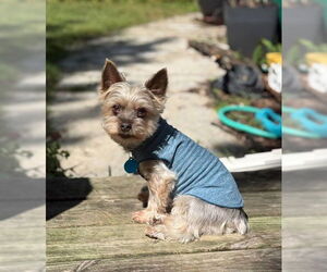 Mutt Dogs for adoption in St. Louis Park, MN, USA