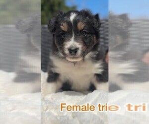 Medium Australian Shepherd