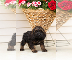 Small #2 Cocker Spaniel-Poodle (Miniature) Mix