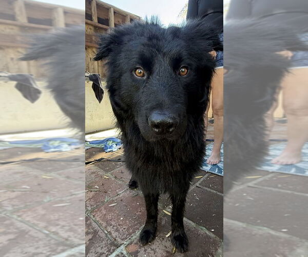 Medium Photo #1 Border Collie-Unknown Mix Puppy For Sale in Dana Point, CA, USA