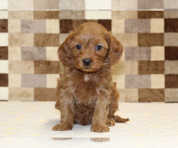Medium Photo #3 Cavapoo (Miniature) Puppy For Sale in DENVER, PA, USA