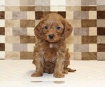Small #2 Cavapoo (Miniature)