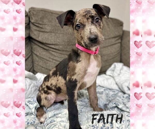 Medium Photo #2 Catahoula Leopard Dog-Unknown Mix Puppy For Sale in Rockaway, NJ, USA