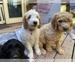 Small Photo #5 Goldendoodle Puppy For Sale in GIBBON, NE, USA