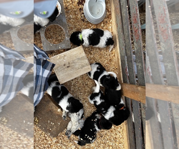 Medium Photo #4 Newfoundland Puppy For Sale in SAXTONS RIVER, VT, USA