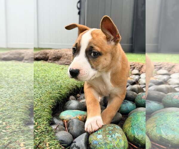 Medium Photo #7 Mutt Puppy For Sale in Pompano Beach , FL, USA