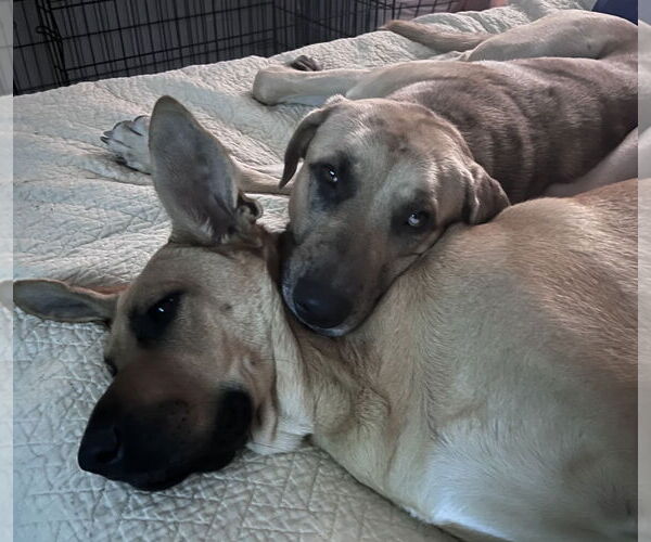 Medium Photo #9 Catahoula Leopard Dog-German Shepherd Dog Mix Puppy For Sale in The Woodlands, TX, USA