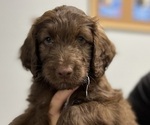 Puppy Mocha Aussiedoodle-Australian Shepherd Mix