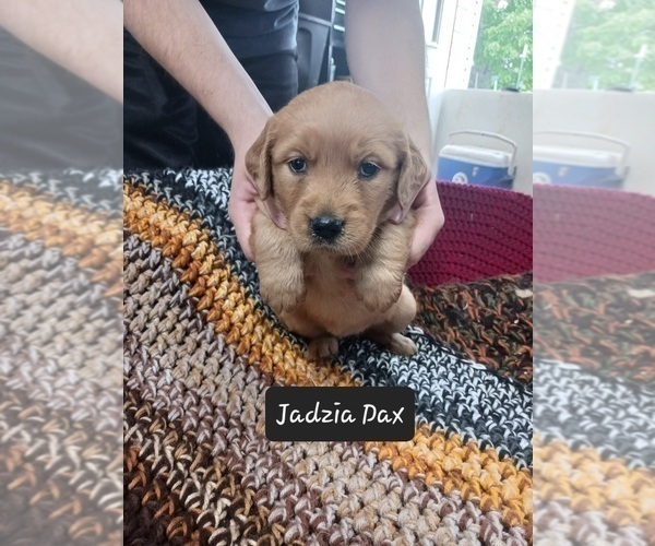 Medium Photo #1 Golden Retriever Puppy For Sale in HESPERIA, MI, USA