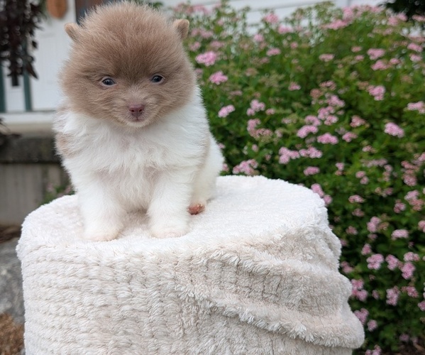 Medium Photo #7 Pomeranian Puppy For Sale in GOSHEN, IN, USA