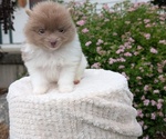 Small #6 Pomeranian