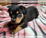 Small #2 Rottweiler