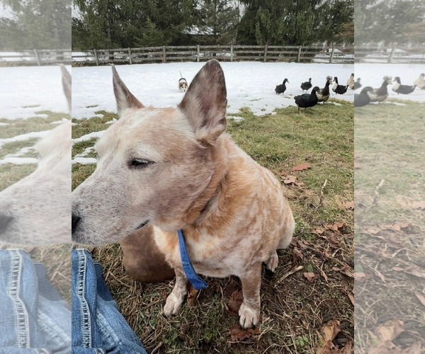 Medium Photo #3 Mutt Puppy For Sale in Germantown, OH, USA