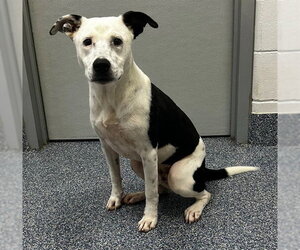 Labrador Retriever-Unknown Mix Dogs for adoption in Grovetown, GA, USA